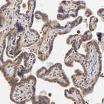 ASB8 Antibody in Immunohistochemistry (Paraffin) (IHC (P))