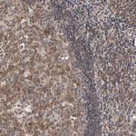 ASB8 Polyclonal Antibody