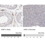 ASB7 Antibody in Immunohistochemistry (IHC)
