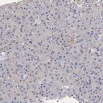 ASB7 Antibody in Immunohistochemistry (IHC)