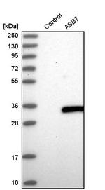 ASB7 Antibody in Western Blot (WB)