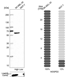 MOSPD2 Antibody in Western Blot (WB)