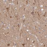 Contactin 3 Polyclonal Antibody