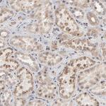 RNF213 Antibody in Immunohistochemistry (Paraffin) (IHC (P))