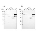SH3KBP1 Antibody in Western Blot (WB)