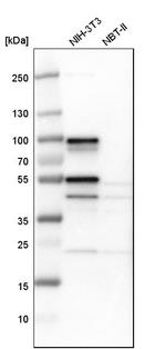 SH3KBP1 Antibody in Western Blot (WB)