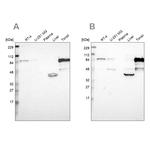 SH3KBP1 Antibody in Western Blot (WB)