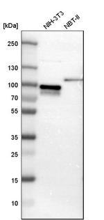 SH3KBP1 Antibody in Western Blot (WB)