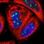 ZNF146 Antibody in Immunocytochemistry (ICC/IF)