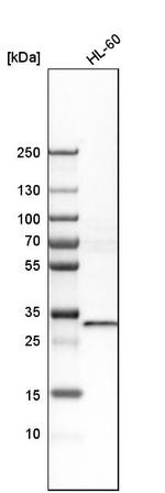 ZNF146 Antibody in Western Blot (WB)