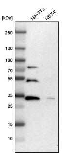 ZNF146 Antibody in Western Blot (WB)