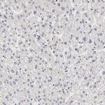 BRPF1 Antibody in Immunohistochemistry (Paraffin) (IHC (P))