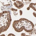 BRPF1 Antibody in Immunohistochemistry (Paraffin) (IHC (P))