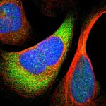 RPS24 Polyclonal Antibody