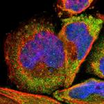 RPL3 Polyclonal Antibody