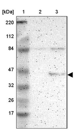 RPL3 Antibody in Western Blot (WB)