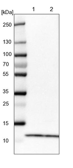 RPS21 Antibody in Western Blot (WB)