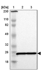 RPL9 Antibody in Western Blot (WB)