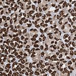 XKR3 Polyclonal Antibody