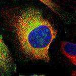 PCNXL4 Polyclonal Antibody