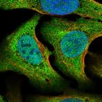 STRN3 Polyclonal Antibody