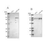 STRN3 Antibody in Western Blot (WB)