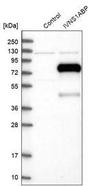 IVNS1ABP Antibody in Western Blot (WB)