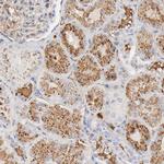 tPA Antibody in Immunohistochemistry (IHC)