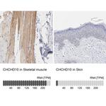 CHCHD10 Antibody
