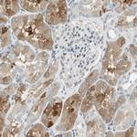 TMEM260 Antibody in Immunohistochemistry (Paraffin) (IHC (P))