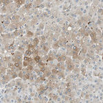TMEM260 Antibody in Immunohistochemistry (Paraffin) (IHC (P))