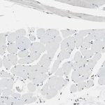 TMEM260 Antibody in Immunohistochemistry (Paraffin) (IHC (P))