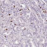 ASB1 Antibody in Immunohistochemistry (Paraffin) (IHC (P))