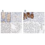 FCGBP Polyclonal Antibody