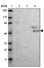 MTERFD3 Antibody in Western Blot (WB)