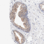 Adenylate Kinase 7 Antibody in Immunohistochemistry (Paraffin) (IHC (P))