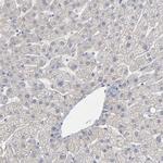 Septin 3 Antibody in Immunohistochemistry (IHC)