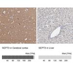 Septin 3 Antibody