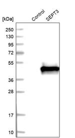 Septin 3 Antibody in Western Blot (WB)