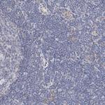 MAGED4 Polyclonal Antibody