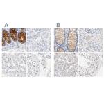 FCGBP Polyclonal Antibody