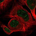 TRIM22 Polyclonal Antibody