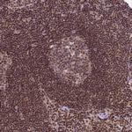 TRIM22 Antibody in Immunohistochemistry (Paraffin) (IHC (P))