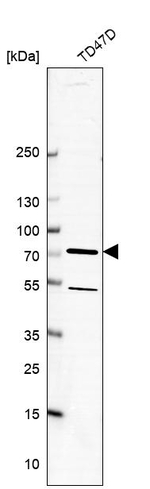 SCFD1 Antibody in Western Blot (WB)