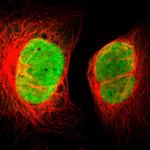 FAM50A Polyclonal Antibody