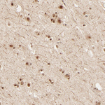 FAM50A Antibody in Immunohistochemistry (Paraffin) (IHC (P))