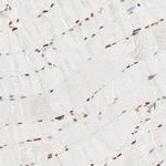 FAM50A Antibody in Immunohistochemistry (Paraffin) (IHC (P))