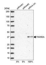 FAM50A Antibody