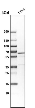 VIPAS39 Antibody in Western Blot (WB)