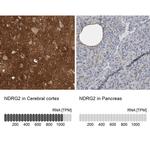 NDRG2 Antibody